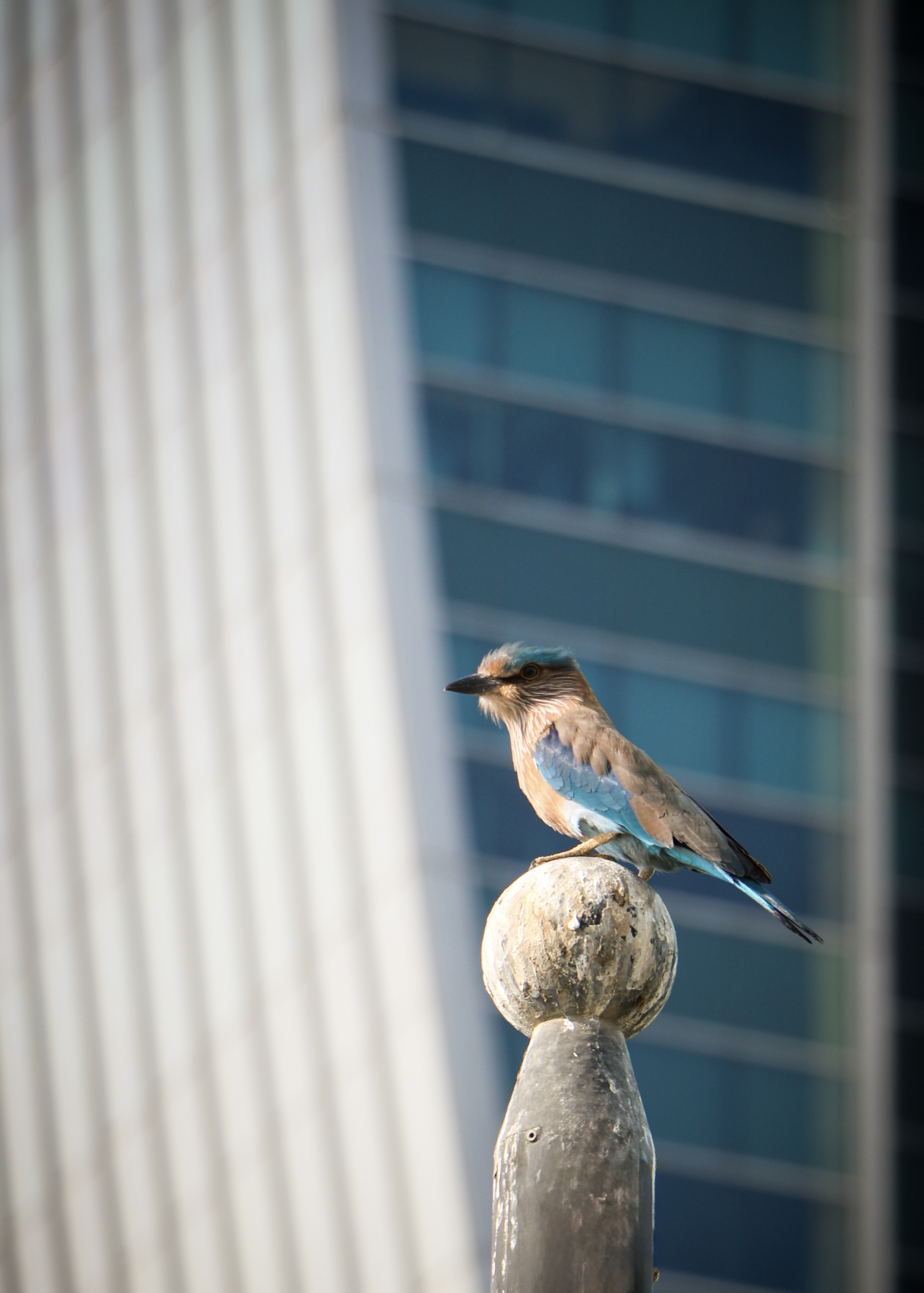 A bird perched against an urban backdrop