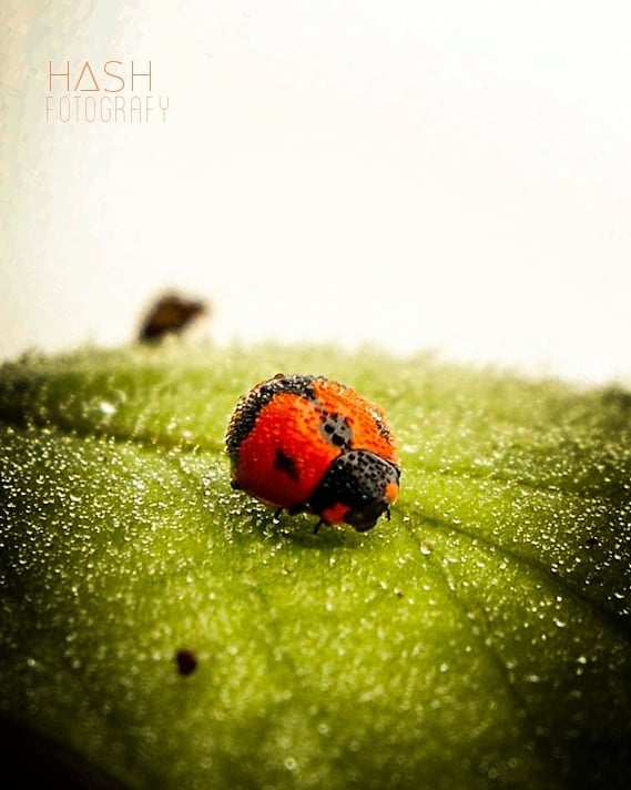 Close-up of a ladybird on a leaf